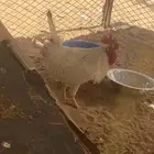 ديك