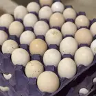 بيض بلدي تركي