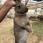 أرانب للبيع