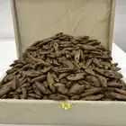 عود مروكي محسن دبل سوبر