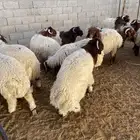 نعيم بلدي تمارا 100 تقييم