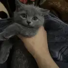 للبيع قط صغير مع اغراضه