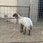 شاة عربية رباع حايل