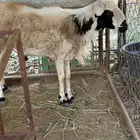 خروف فحل للبيع