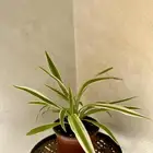 نبتة سبايدر