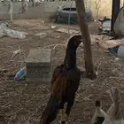 اعرض لكم ديك سندي بيور ثلاث بلكات