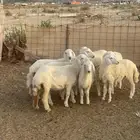 بهم للبيع