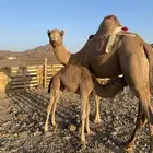 خلفه مصغر منيحه تحتها قعود طيب حليب سكر الحد9800