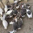 وز للبيع