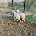 للبيع طليان جذعان