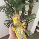 كايك وايت بيلي (تم البيع)