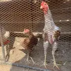 ديك مكس شامو و سندي