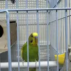عصافير بادجي طيور الحب