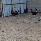 للبيع ديوك بلدي نظيفه سليمه محصنه العمر 5 شهور العدد 28