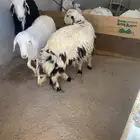 غنم ذبايح للبيع