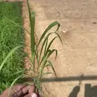 شتلات بونيكام الصينيه 200 عين