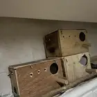 اعشاش