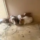 خمسه وبران بلدي