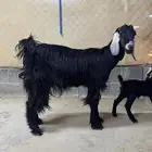 شاه عارضيه - تم البيع