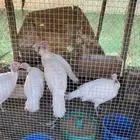 دجاج رومي ابيض