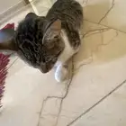 قط للتبني تعبان ابي معالج او مسعف