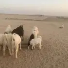 القصيم دخنة