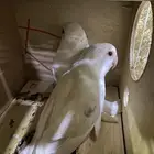 زوج روز البينو