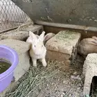 أرانب فرنسي
