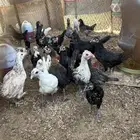 فروخ دجاج عمرهم شهرين