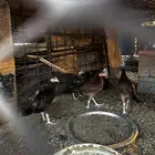 دجاج بلدي