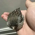 ثلاث إناث كناري