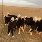 بهم نجد