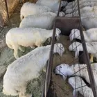 طليان حريه