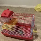 همستر مع بيت البيع