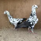 زوج هومر