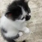 قطط توكسيدو للتبني