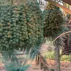 رطب للبيع برحي وسكري واخلاص