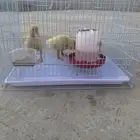بط للبيع