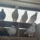 قطايف ( قنادي )