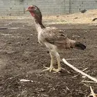 ديك ودجاجه للبيع
