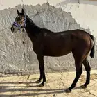 فرس حاظنه سليمه
