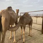 قعدان للبيع