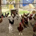 بيض بلدي