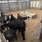 تيوس مخاصي ذبايح