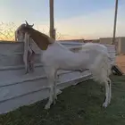تيس هولندي