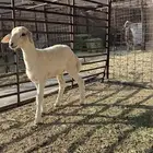 للبيع رخله حريه