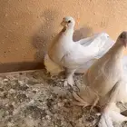 فراخ رقاصي اربع اجواز السوم وصل الجوز 25