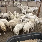 كباش للبيع جمله وتفريد
