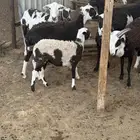 غنم رمانيه 9 بنحلها فيها 6 دفيع قريبه وأسنانه فيها وحدهسدس