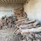 حطب سمر شرط